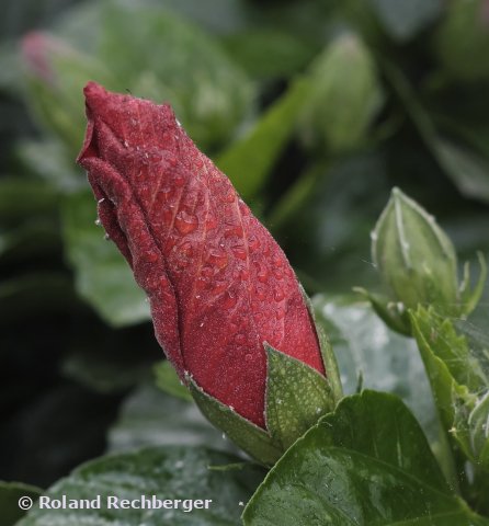 In einem Blumenmarkt