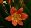 Blume Namibia