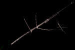 Stick Insekt mit Jungen