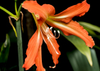 Botanischer Garten Linz