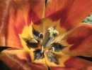 Botanischer Garten Linz